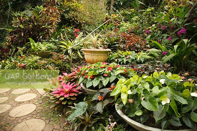 Pots circulaires peu profonds d'Anthurium avec jardin tropical au-delà