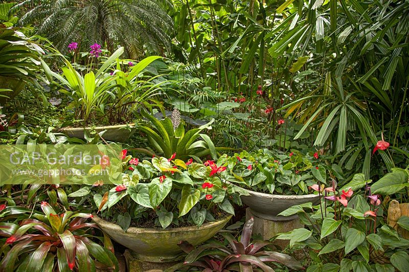 Pots circulaires peu profonds d'Anthurium dans un jardin tropical