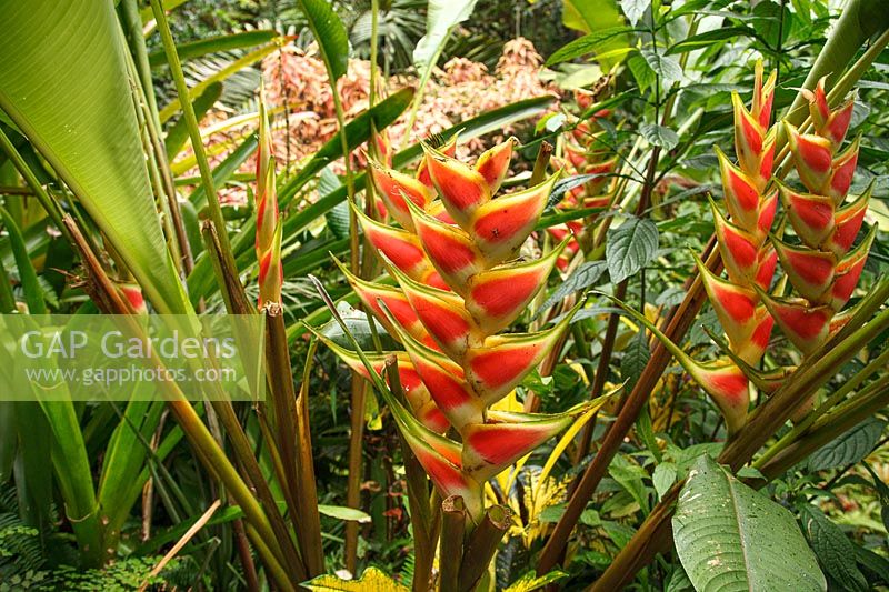 Heliconia rostrata dans un jardin tropical