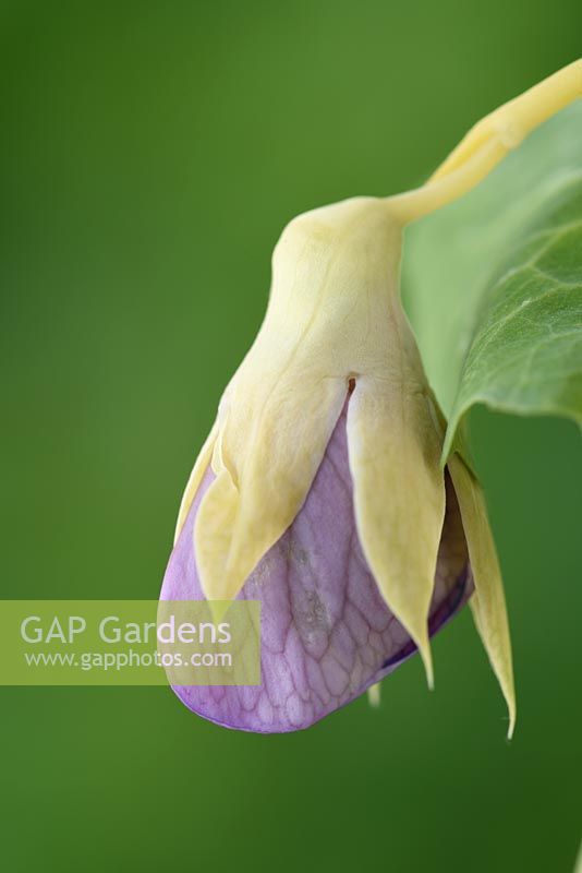 Pisum sativum 'Golden Sweet' - Pois mangue grimpant - détail fleur
