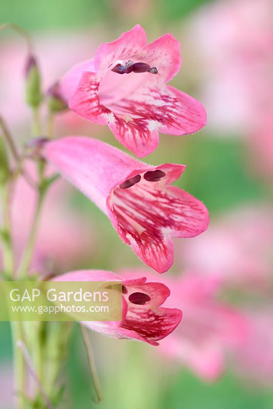 Penstemon 'Hewell Pink Bedder'