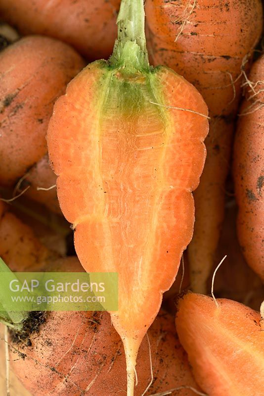 Daucus carota 'Chantenay Red Cored' - Carotte - Jeune carotte fraîchement tirée coupée en deux