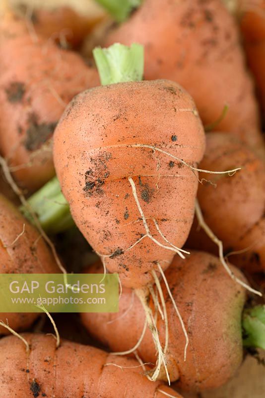 Daucus carota 'Chantenay Red Cored' - Carotte - Jeunes carottes fraîchement effilées, dessus enlevé