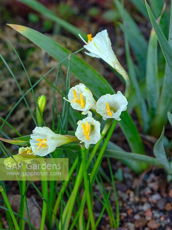 Narcissus cantabricus - jonquille cerceau blanc jonquille Old Vicarage East Ruston Norfolk