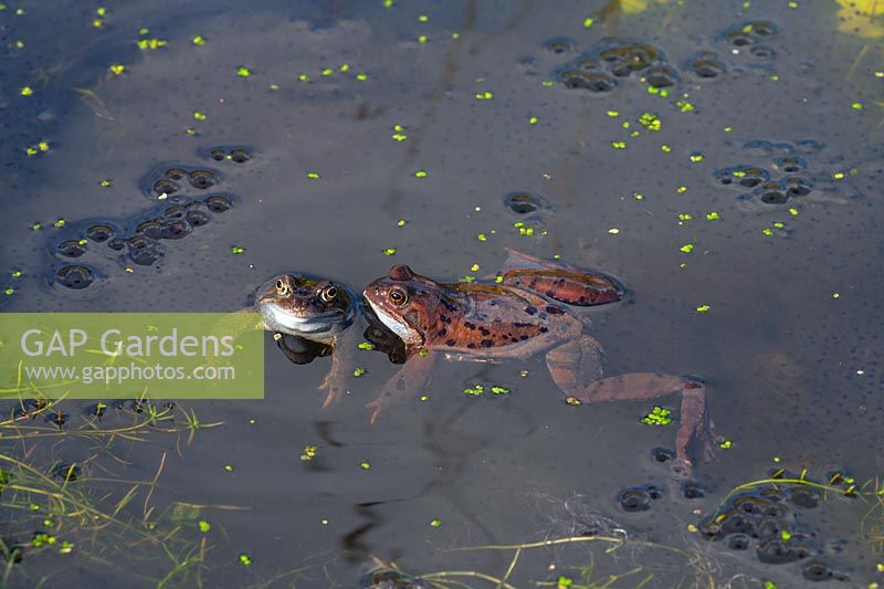 Rana temporaria - grenouilles communes dans l'étang de jardin au moment du frai au début du printemps