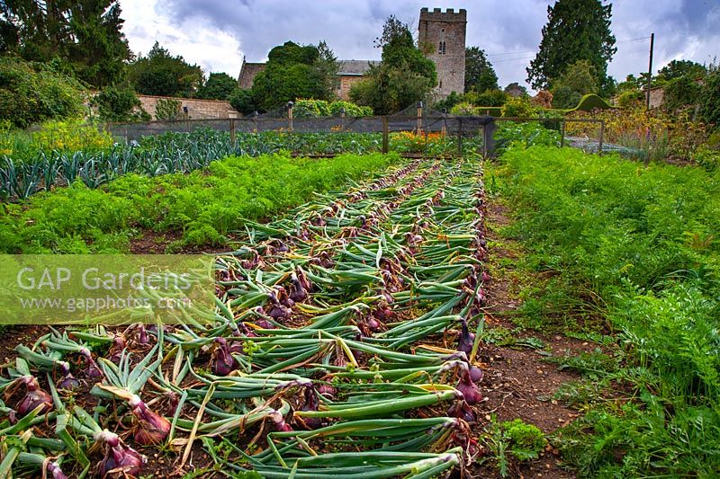 Potager avec des oignons rouges 'Red Baron' aménagé pour sécher et carottes Waterperry Garden, Oxfordshire