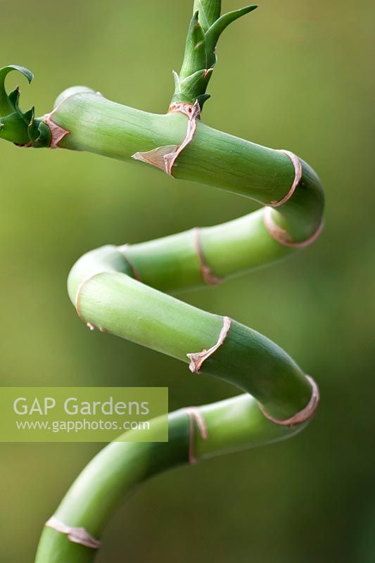 Tige de bambou en forme d'alphabet de jardinage numéro 3.