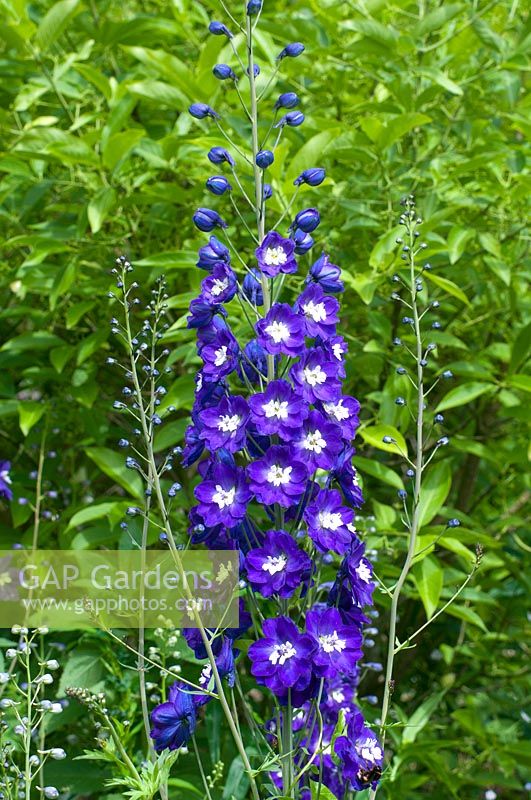 Delphinium - Fontaines magiques