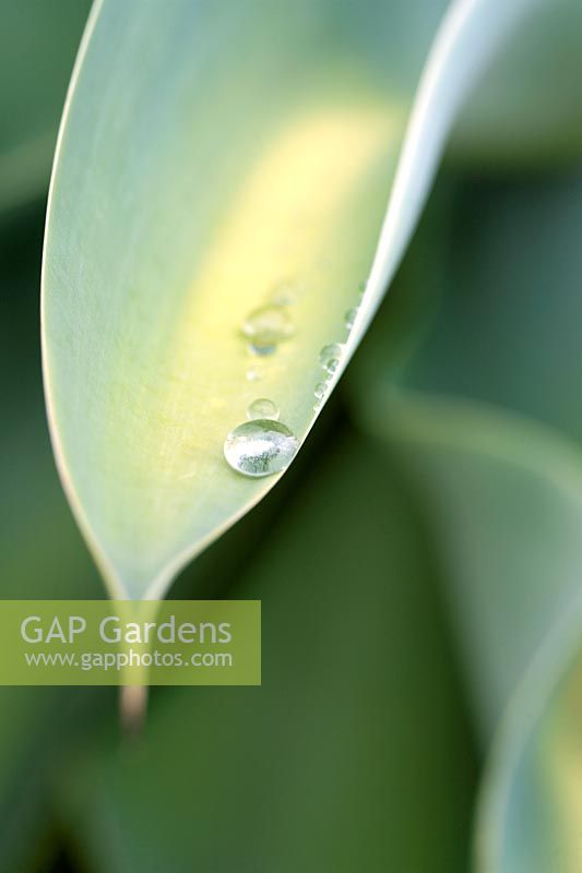 Agave - Goutte d'eau sur feuille de plante Agave attenuata, Afrique du Sud.