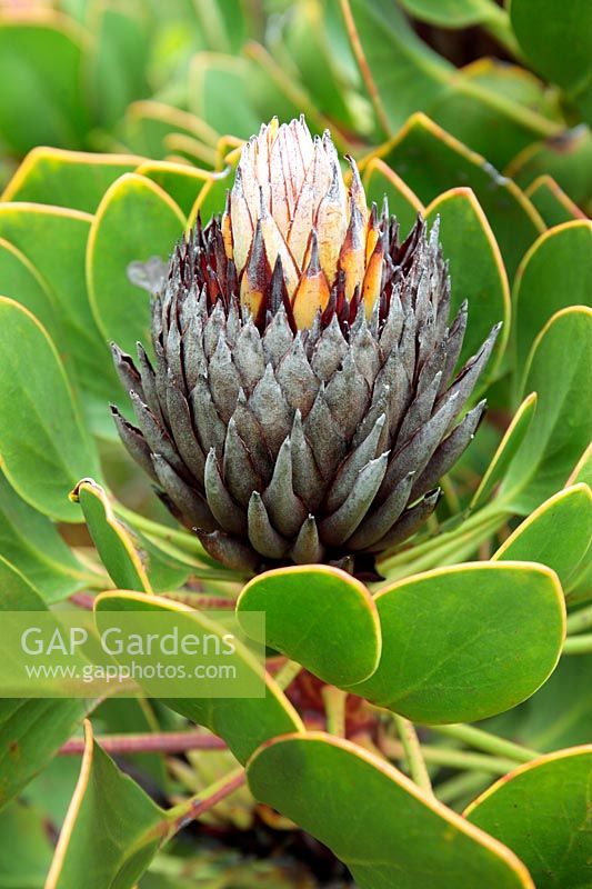 Protea cynaroides - Mini King Protea, Cape Town, Afrique du Sud.