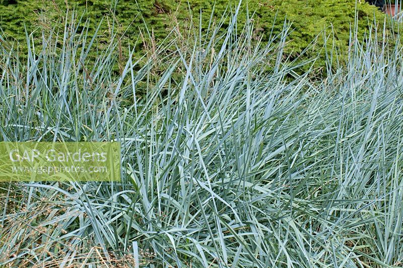 Elymus arenarius