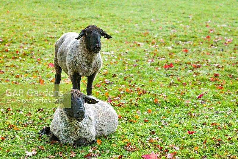 Les moutons faisaient paître une prairie de fleurs sauvages