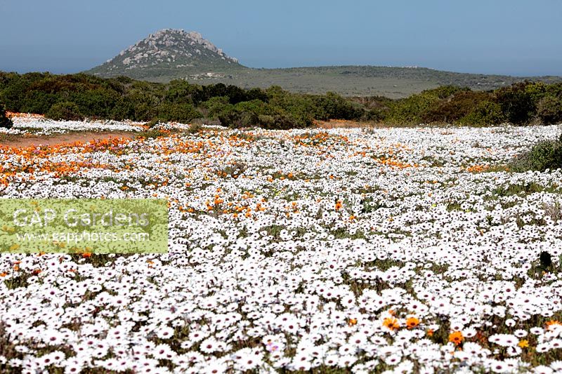 Dimortphotheca pluvialus - Rain Daisy et Arctotis hirsuta - Namaqua marigold, West Coast National Park, Langebaan, Western Cape, Afrique du Sud.