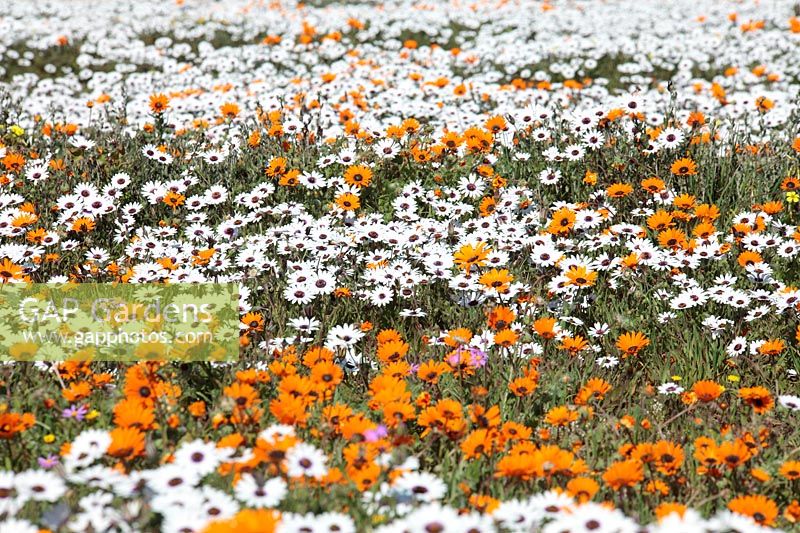 Dimortphotheca pluvialus - Rain Daisy et Arctotis hirsuta - Namaqua marigold, West Coast National Park, Langebaan, Western Cape, Afrique du Sud.