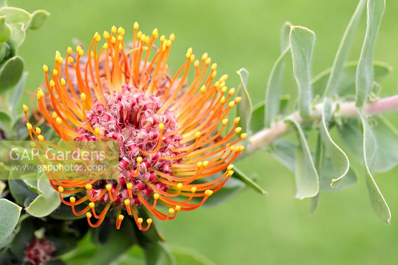 Leucospermum vestitum - Protea en coussinet aux cheveux soyeux, Cape Town, Western Cape, Afrique du Sud.
