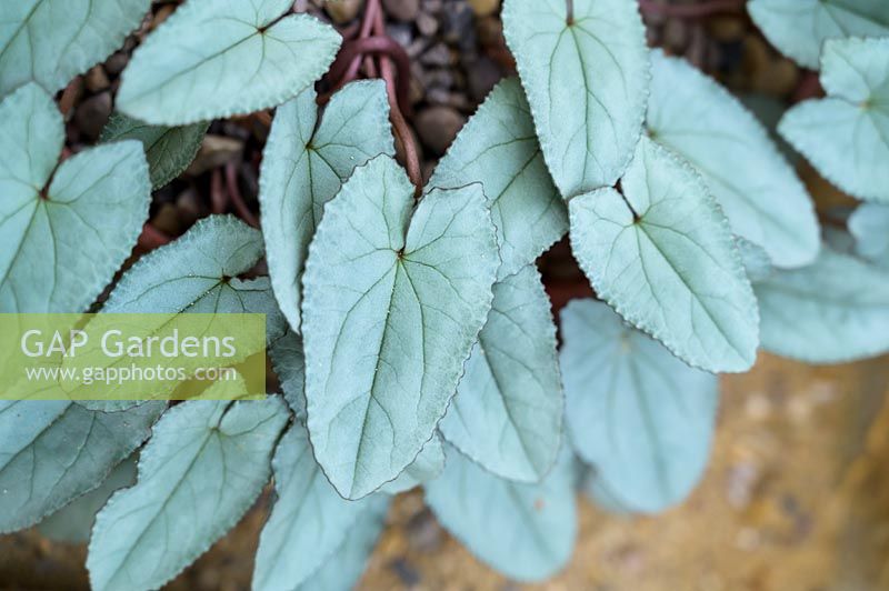 Cyclamen hederifolium var. hederifolium f. albiflorum - feuilles