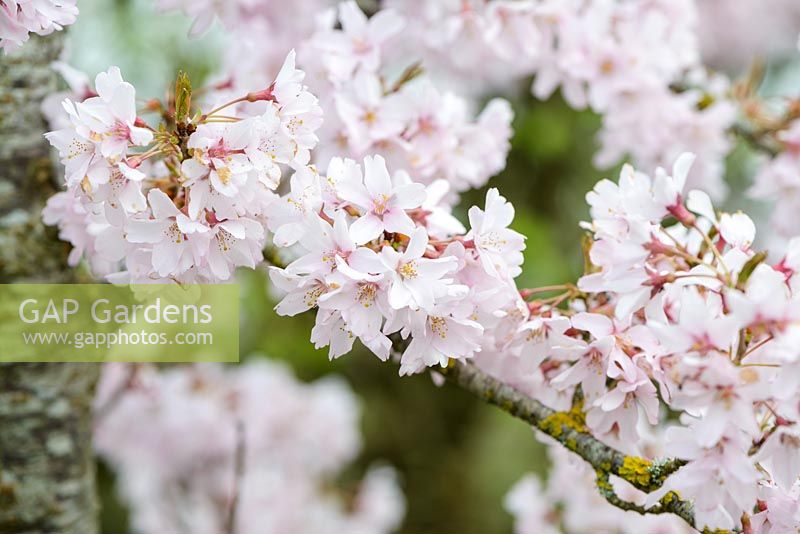 Prunus pendula var. ascendens 'Rosea'