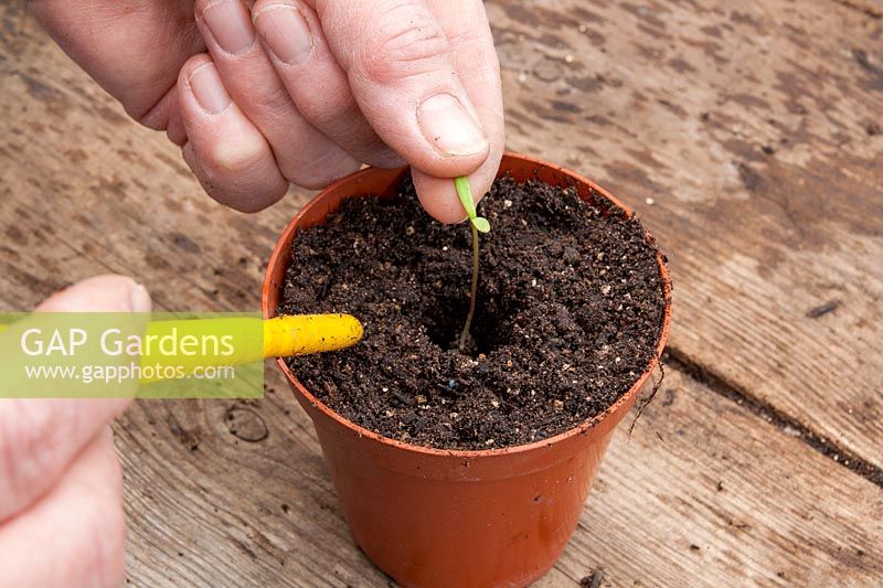 Transplanter les semis germés individuellement dans des pots