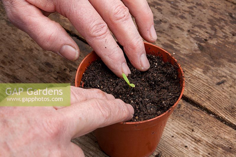 Transplanter les semis germés individuellement en pot