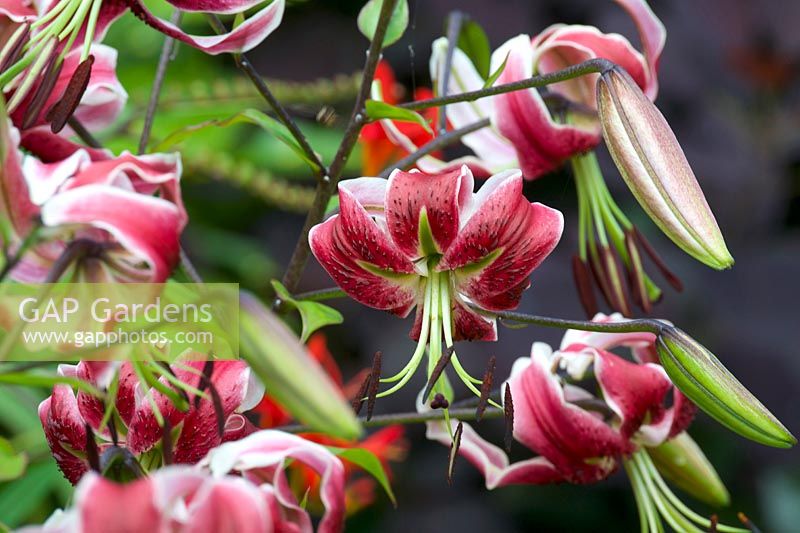 Lilium 'Black Beauty' - Orienpet Lily