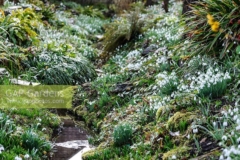 Galanthus - Snowdrop - poussant sur les rives d'un fossé