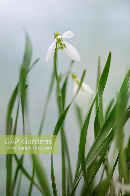 Galanthus gracilis - Perce-neige