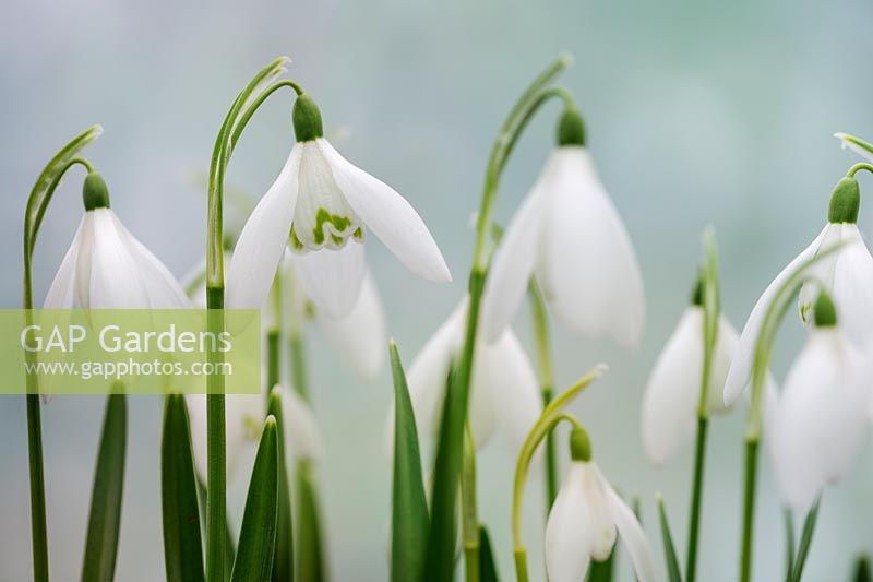 Galanthus nivalis 'Abbaye d'Anglesey' - Perce-neige