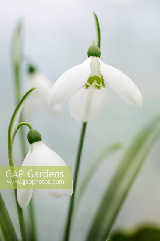 Galanthus elwesii 'Marjorie Brown' - Perce-neige