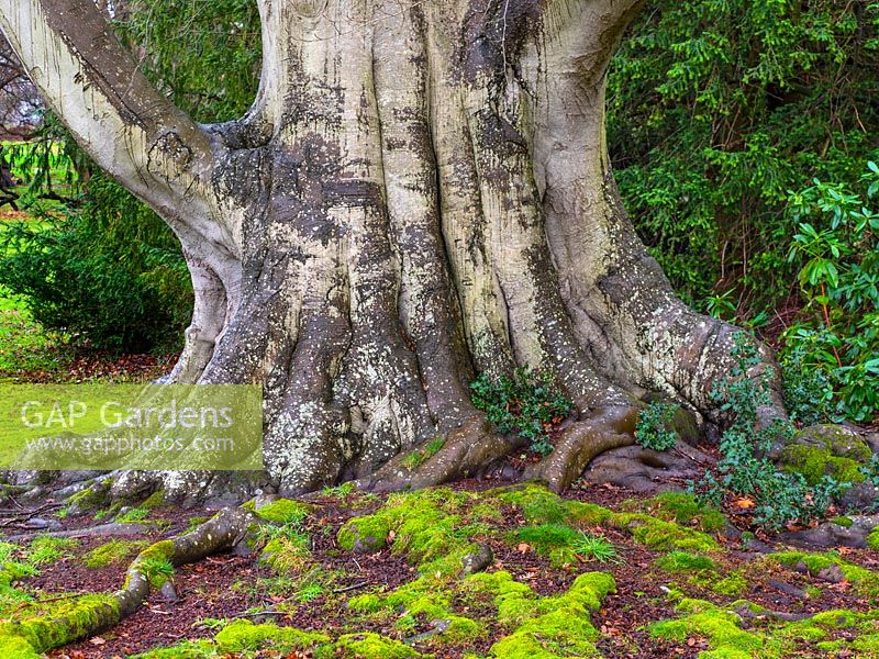 Fagus sylvestris - hêtre commun - tronc mature avec racines et mousse en premier plan