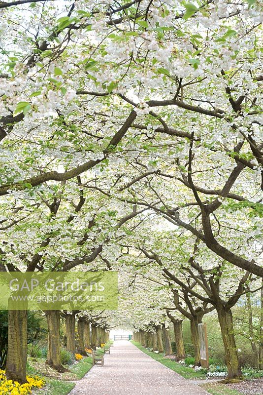 Prunus serrulata Avenue 'Shirotae' à l'abbaye et jardins de Valloiires, Picardie