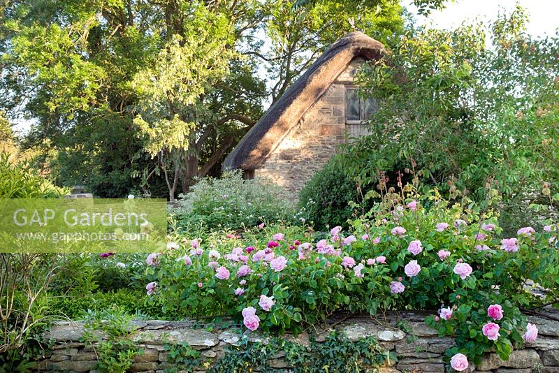 Grange au toit de chaume en pierre de Cotswold avec parterre de roses et de pivoines en face