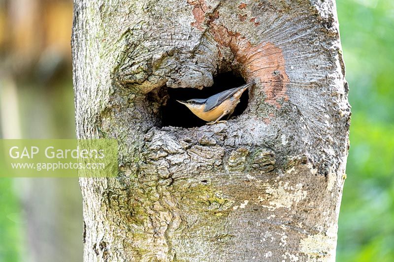 Sittelle eurasienne - Sitta europaea dans le creux d'un arbre en été