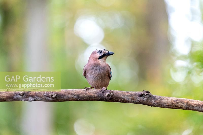 Eurasian Jay sur branche