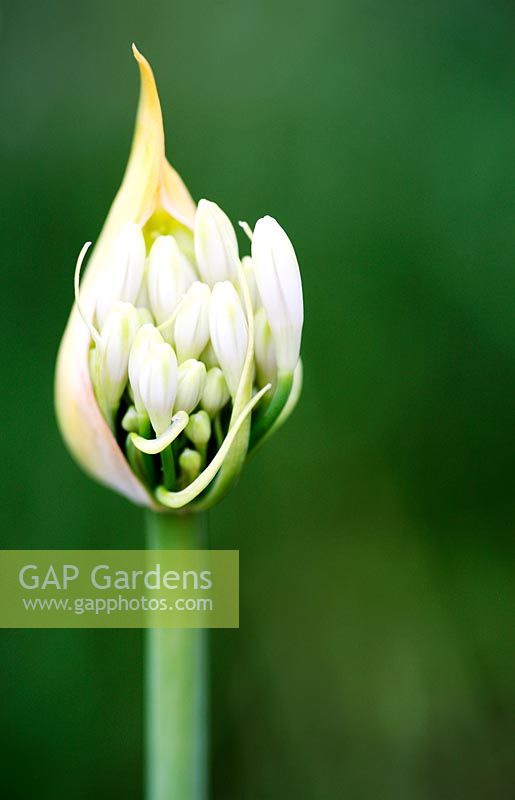 Agapanthus praecox 'Medium White'