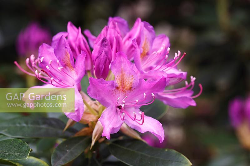 Rhododendron 'Mme Davies Evans'