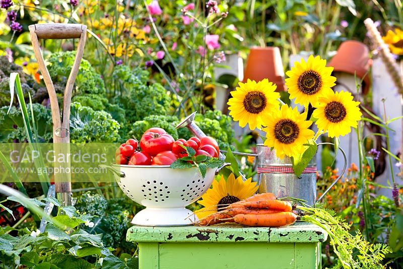 Tournesols et légumes récoltés exposés dans un jardin