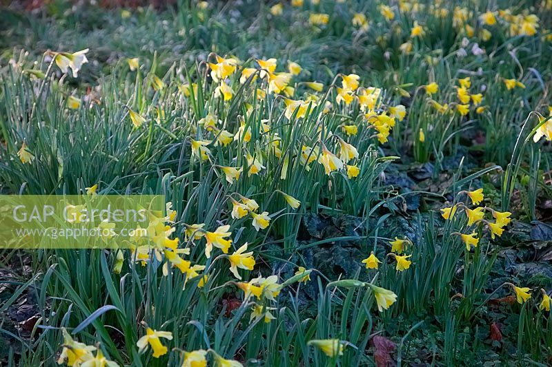 Narcissus pseudonarcissus - Lent Lilly avec Narcissus minor et Cyclamen hederifolium feuillage