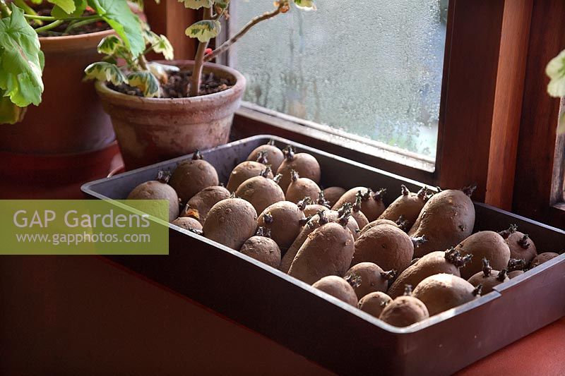 Solanum tuberosum 'Charlotte' - chitting des pommes de terre de semence sur un rebord de fenêtre