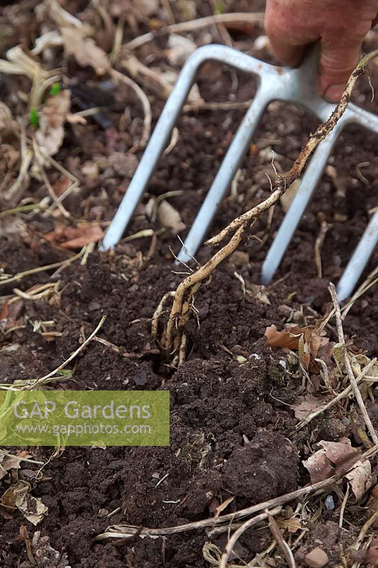 Soulever avec soin les rhizomes des liserons - Calystegia sp. du potager à l'aide d'une fourchette et en tirant très doucement. Une petite pousse de surface révèle un vaste réseau de racines blanches fragiles.