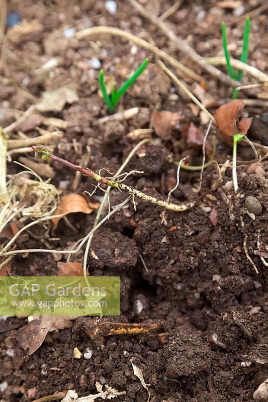 Soulever avec soin les rhizomes des liserons - Calystegia sp. du potager au printemps à l'aide d'une fourchette et en tirant très doucement. Une petite pousse de surface révèle un vaste réseau de racines blanches fragiles.