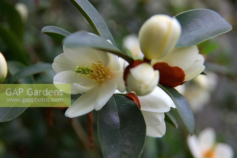 Michelia yunnanensis syn. Magnolia laevifolia a des fleurs légèrement parfumées