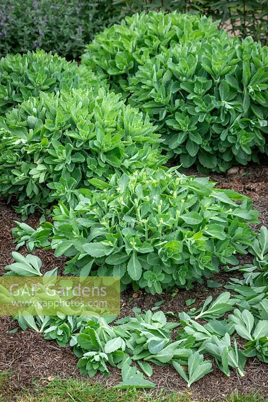 Donner le 'Chelsea Chop' à un sedum au printemps à l'aide de cisailles. Réduire d'un tiers la croissance supérieure pour s'assurer qu'elle reste compacte et ne s'effondre pas plus tard dans la saison. Hylotelephium Herbstfreude Group 'Herbstfreude' syn. 'Autumn Joy '.