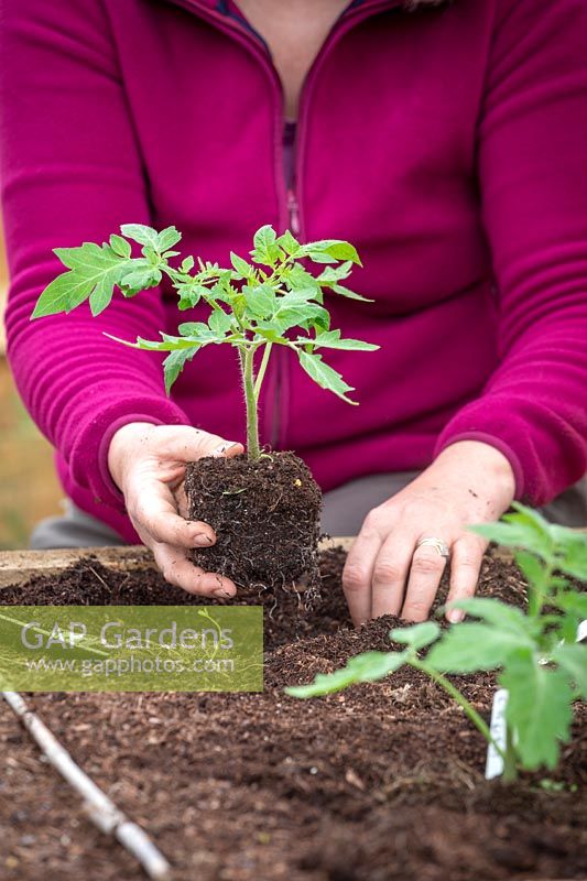 Planter des variétés de tomates résistantes à la brûlure à l'extérieur dans un parterre de fleurs surélevé. Tomate 'Crimson Crush' et 'Mountain Magic '.