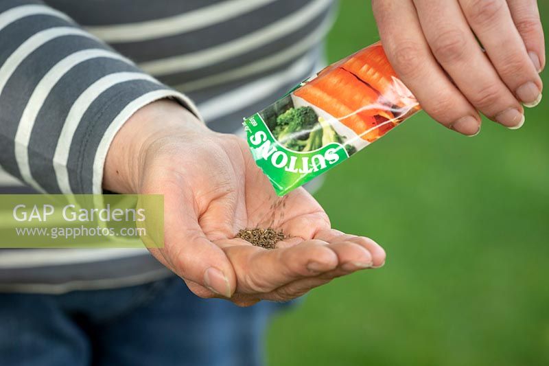 Verser les graines de carotte d'un paquet dans la main prête à semer