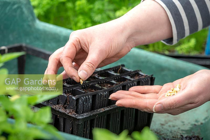 Semer des graines de maïs doux dans les modules d'entraînement des racines. Zea mays.