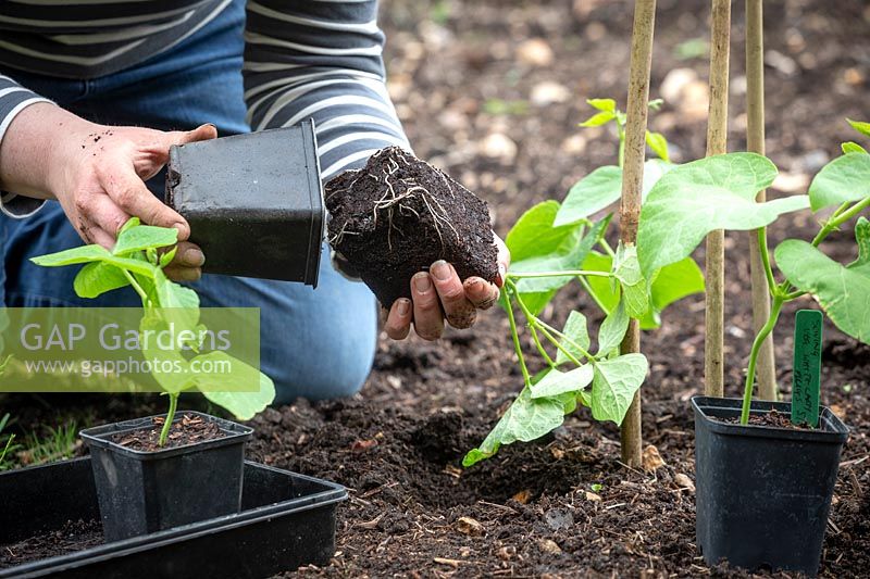 Planter de jeunes plants de haricots à la base d'un tipi de canne à sucre. Phaseolus coccineus 'White Lady' - Haricot frais