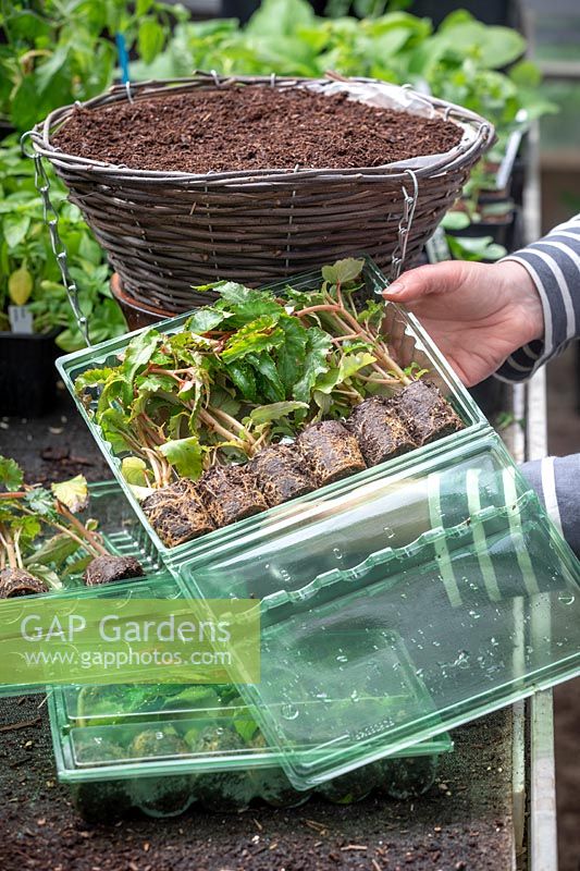 Planter un panier suspendu à l'aide de plantes en bouchon de bégonia par correspondance