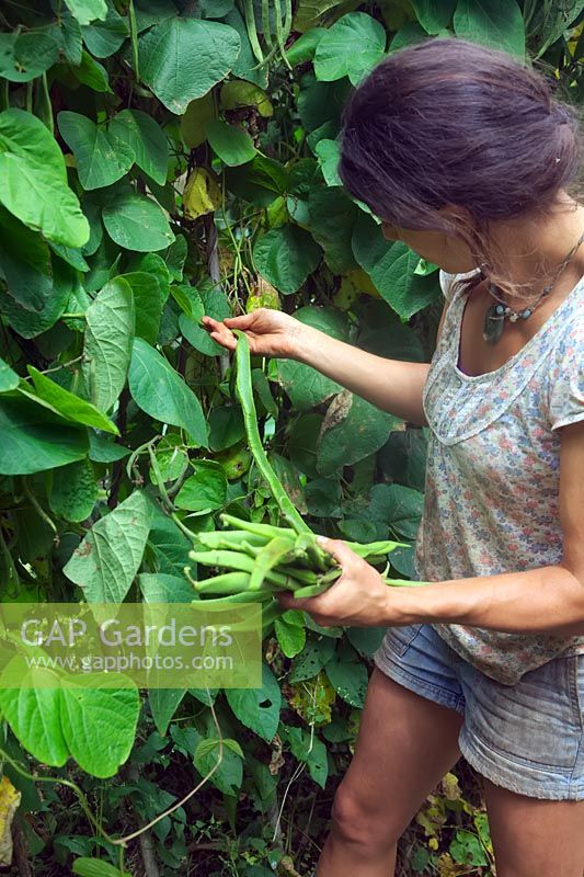 Jardinier cueillette Phaseolus coccineus 'Firestorm' - Haricots verts