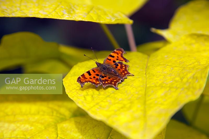 Polygonia c-album - virgule papillon sur Catalpa bignonioides 'Aurea' - Haricot indien doré