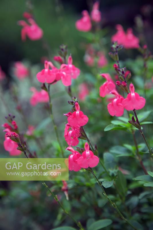 Salvia microphylla 'Pastèque sauvage'